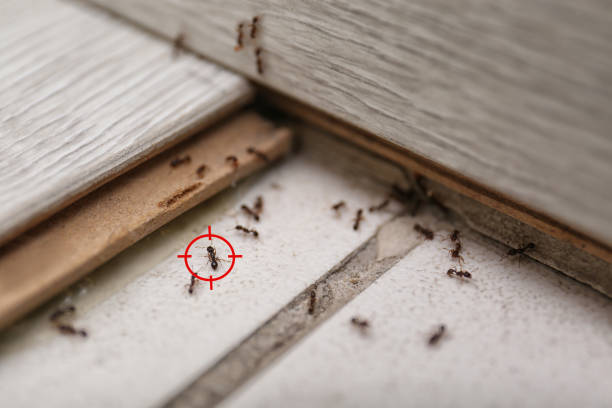 Best Pest Prevention Services  in Hurt, VA
