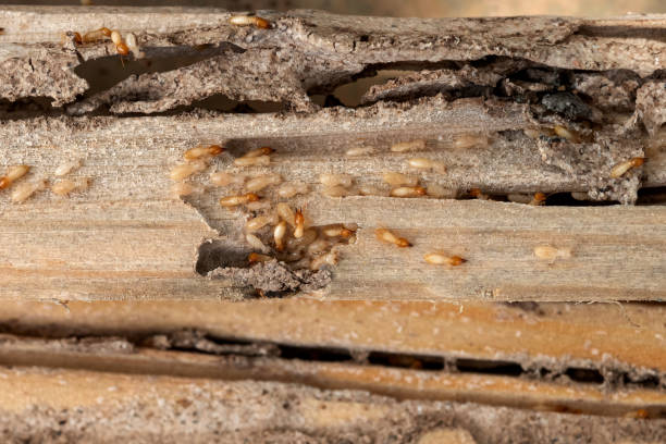 Best Pest Control Near Me  in Hurt, VA